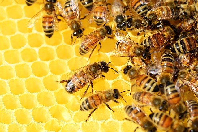 Miody pszczele